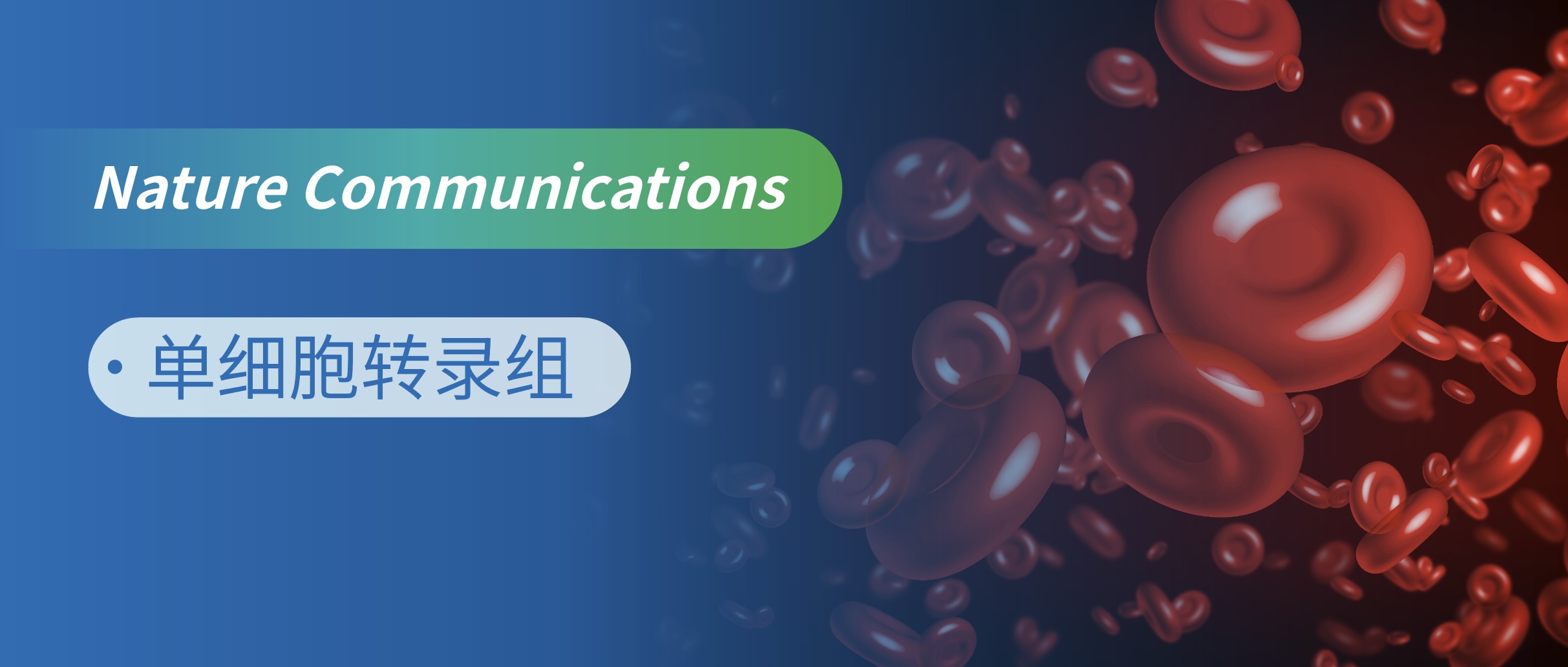 单细胞转录组揭示细胞自噬调控造血干细胞前体细胞成熟的机制