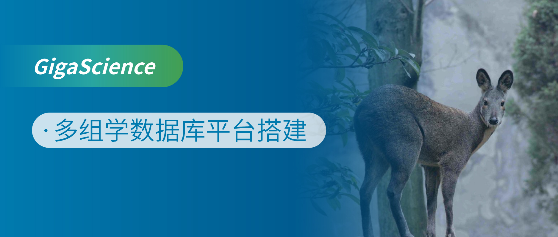 多组学分析结合MuskDB解析麝香分泌机制