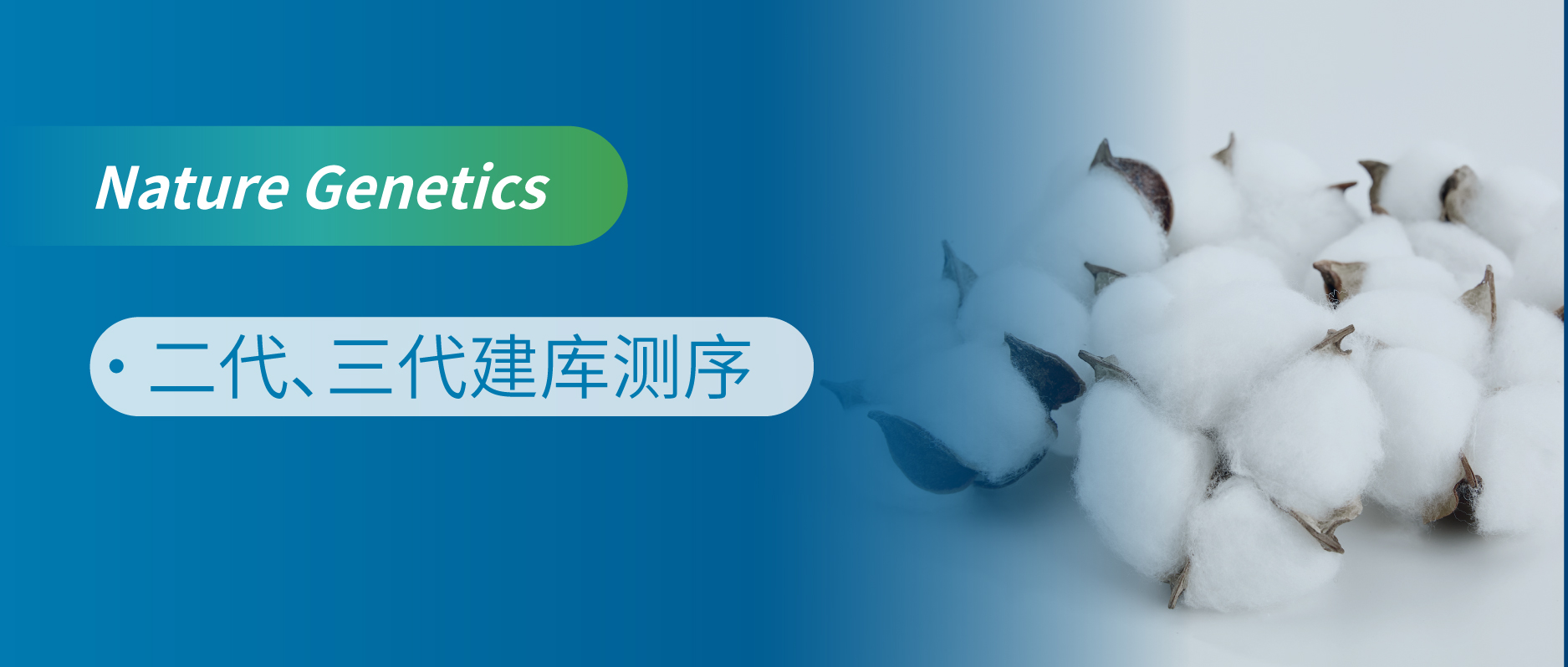 异源四倍体-陆地棉的T2T组装揭示了其多倍体化后的着丝粒进化