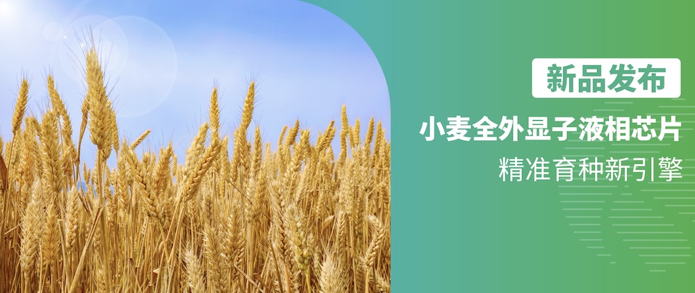 新品发布｜小麦全外显子液相芯片：精准育种新引擎