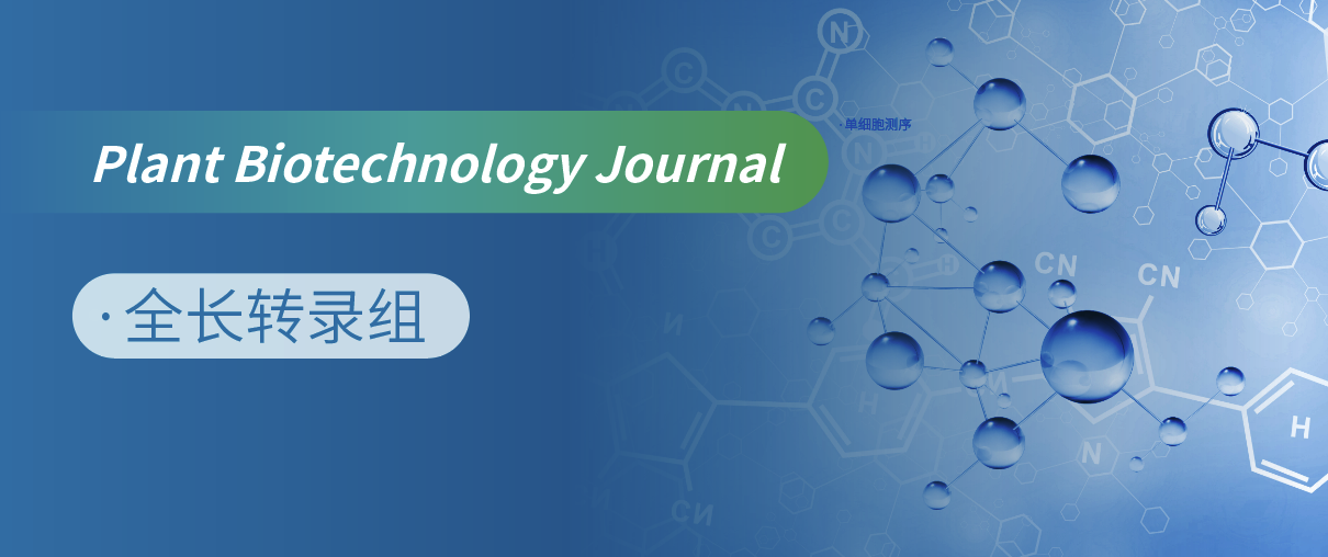 全长转录组测序助力红景天苷生物合成中糖基转移酶的发现