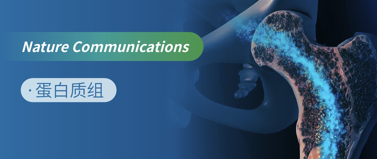 IP-MS破译骨代谢双向调控的分子开关：RKIP的胞质与核内双重角色