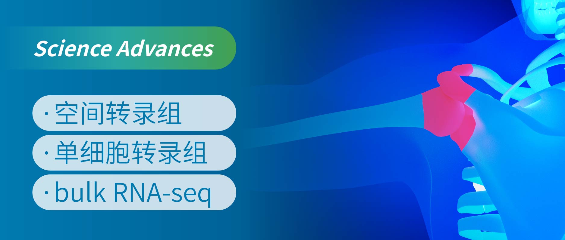 时空组学助力发现骨关节炎修复的“总开关”