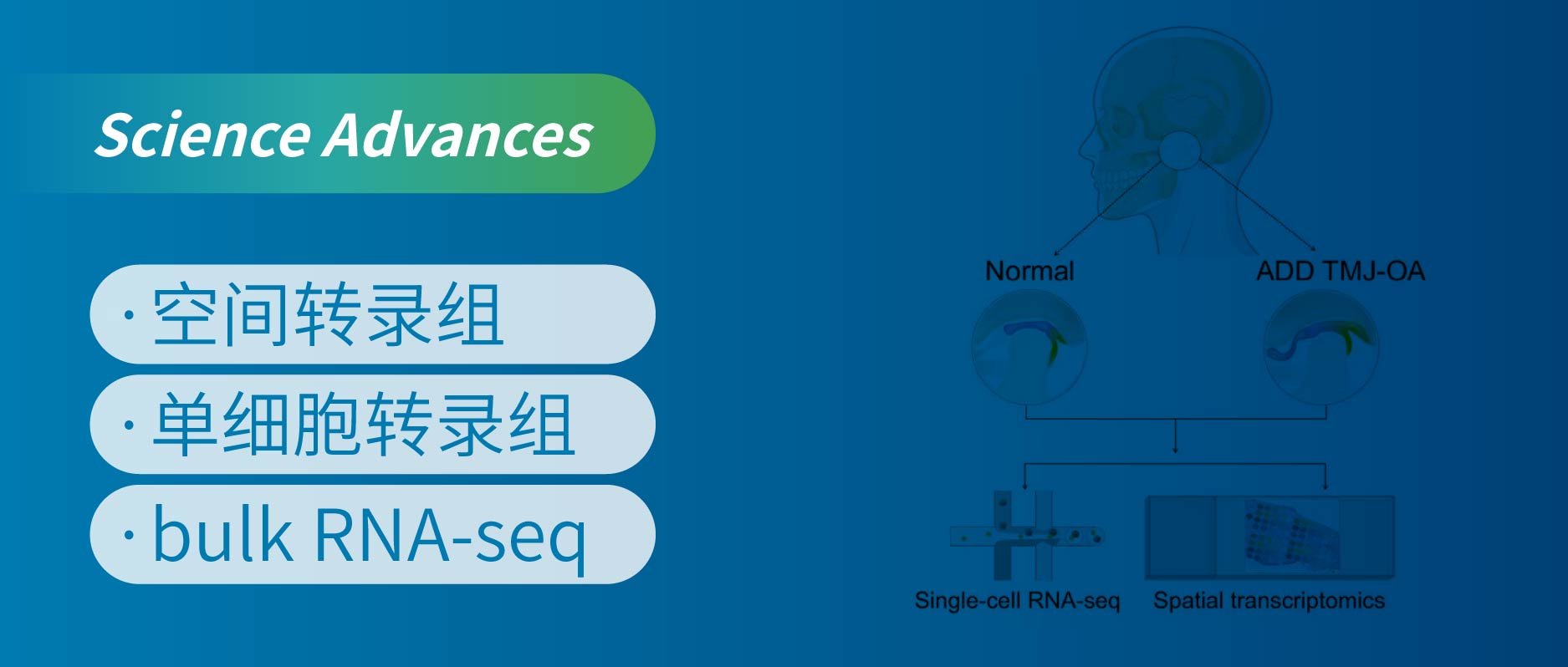 时空组学助力发现骨关节炎修复的“总开关”