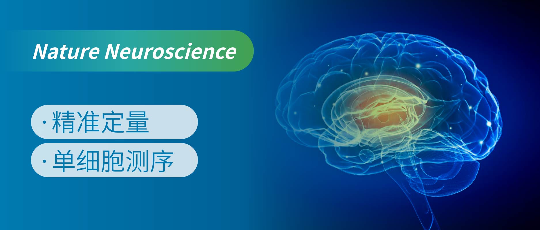 靶向神经递质代谢组阐明睡眠调控新机制